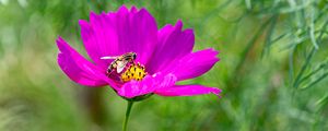 Preview wallpaper flower, insect, purple, macro, blur