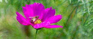 Preview wallpaper flower, insect, purple, macro, blur