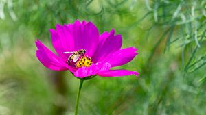 Preview wallpaper flower, insect, purple, macro, blur