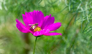 Preview wallpaper flower, insect, purple, macro, blur