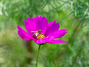 Preview wallpaper flower, insect, purple, macro, blur