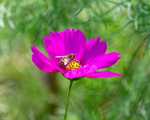 Preview wallpaper flower, insect, purple, macro, blur