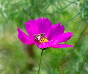 Preview wallpaper flower, insect, purple, macro, blur