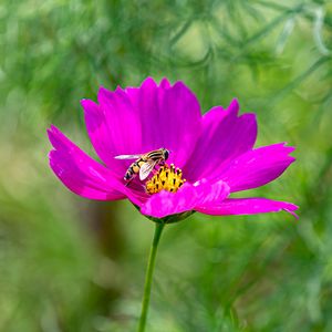 Preview wallpaper flower, insect, purple, macro, blur