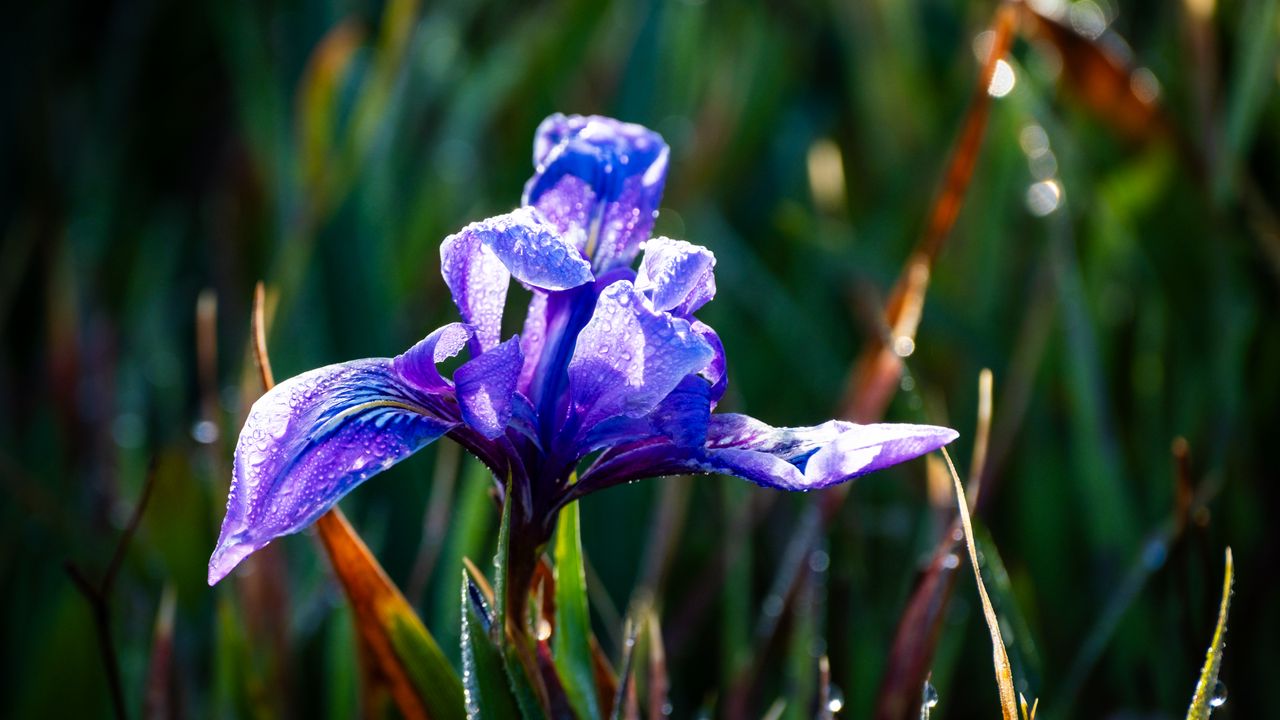 Wallpaper flower, iris, nature, macro, drops