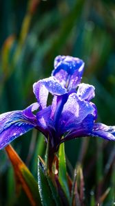 Preview wallpaper flower, iris, nature, macro, drops