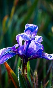 Preview wallpaper flower, iris, nature, macro, drops