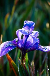 Preview wallpaper flower, iris, nature, macro, drops