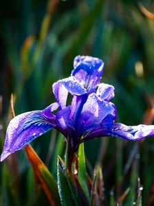 Preview wallpaper flower, iris, nature, macro, drops