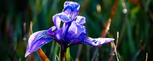 Preview wallpaper flower, iris, nature, macro, drops