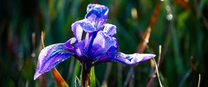 Preview wallpaper flower, iris, nature, macro, drops