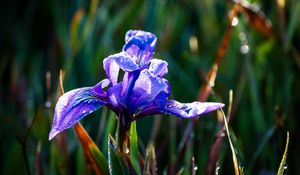 Preview wallpaper flower, iris, nature, macro, drops