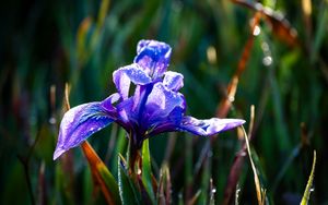Preview wallpaper flower, iris, nature, macro, drops