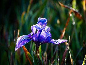 Preview wallpaper flower, iris, nature, macro, drops