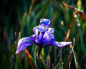 Preview wallpaper flower, iris, nature, macro, drops