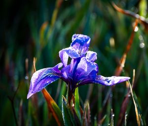Preview wallpaper flower, iris, nature, macro, drops