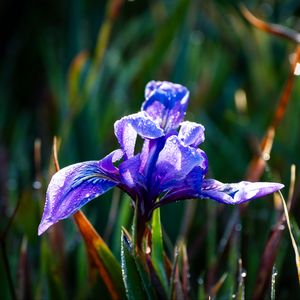 Preview wallpaper flower, iris, nature, macro, drops
