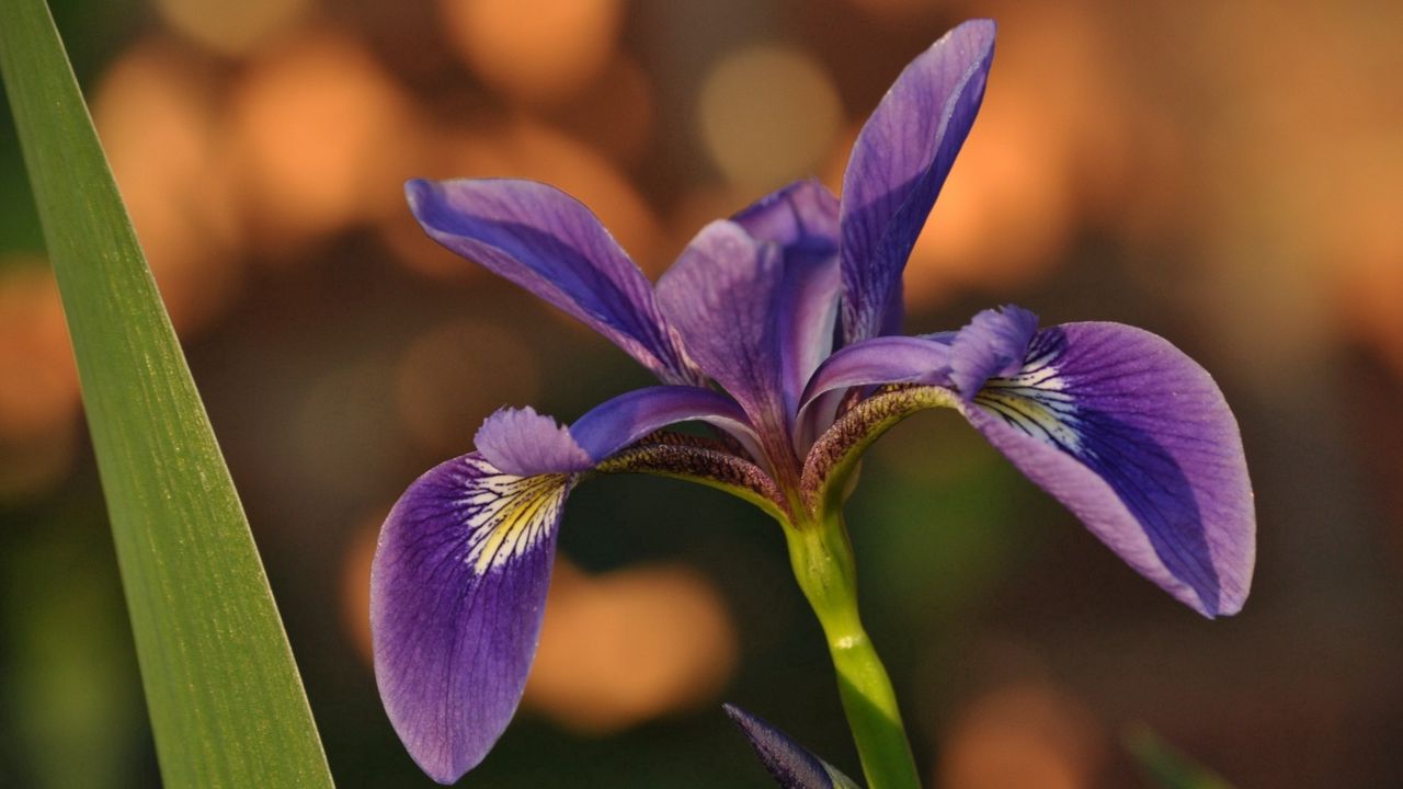 Wallpaper flower, iris, petals