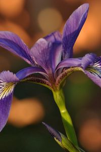 Preview wallpaper flower, iris, petals