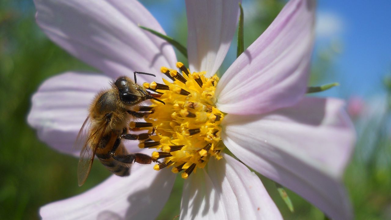 Wallpaper flower, kosmeya, bee