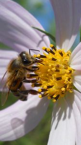 Preview wallpaper flower, kosmeya, bee