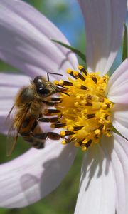 Preview wallpaper flower, kosmeya, bee