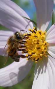 Preview wallpaper flower, kosmeya, bee