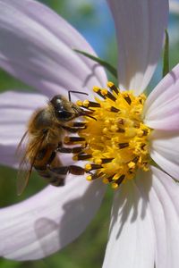 Preview wallpaper flower, kosmeya, bee