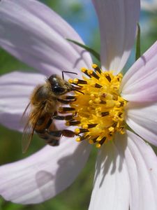 Preview wallpaper flower, kosmeya, bee