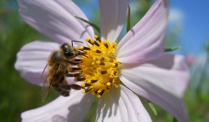 Preview wallpaper flower, kosmeya, bee