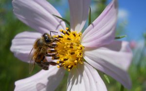 Preview wallpaper flower, kosmeya, bee