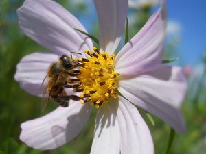 Preview wallpaper flower, kosmeya, bee