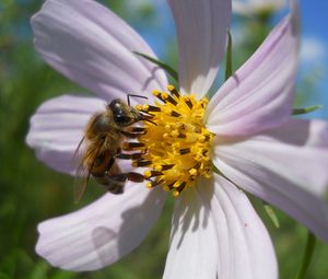 Preview wallpaper flower, kosmeya, bee