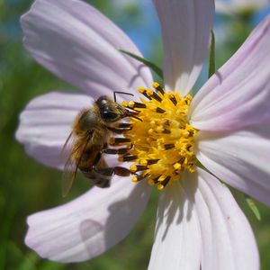 Preview wallpaper flower, kosmeya, bee