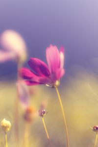 Preview wallpaper flower, kosmeya, glare, pink, bright, petals