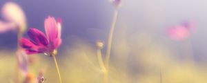 Preview wallpaper flower, kosmeya, glare, pink, bright, petals