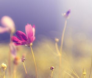 Preview wallpaper flower, kosmeya, glare, pink, bright, petals