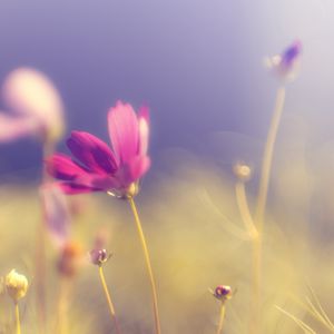 Preview wallpaper flower, kosmeya, glare, pink, bright, petals