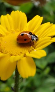 Preview wallpaper flower, ladybug, petals, yellow