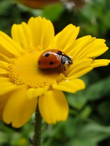 Preview wallpaper flower, ladybug, petals, yellow