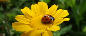 Preview wallpaper flower, ladybug, petals, yellow