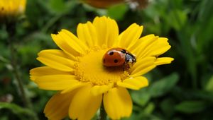 Preview wallpaper flower, ladybug, petals, yellow