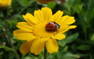 Preview wallpaper flower, ladybug, petals, yellow