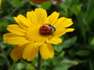 Preview wallpaper flower, ladybug, petals, yellow