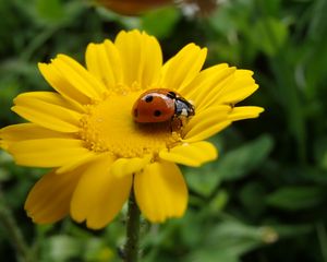 Preview wallpaper flower, ladybug, petals, yellow