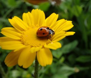 Preview wallpaper flower, ladybug, petals, yellow