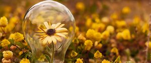 Preview wallpaper flower, lamp, petals, bloom