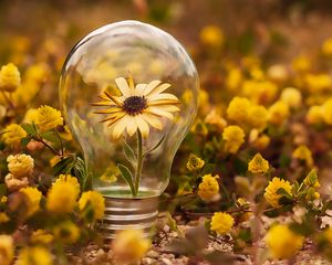 Preview wallpaper flower, lamp, petals, bloom