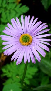 Preview wallpaper flower, lavender, grass, plant