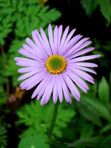 Preview wallpaper flower, lavender, grass, plant